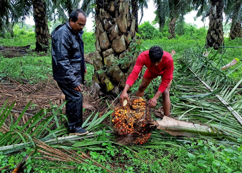 A Worker Checks A Fresh Fruit Bunch Of Oil Palm During Harvest At A Palm Oil Plantation In Khammam District