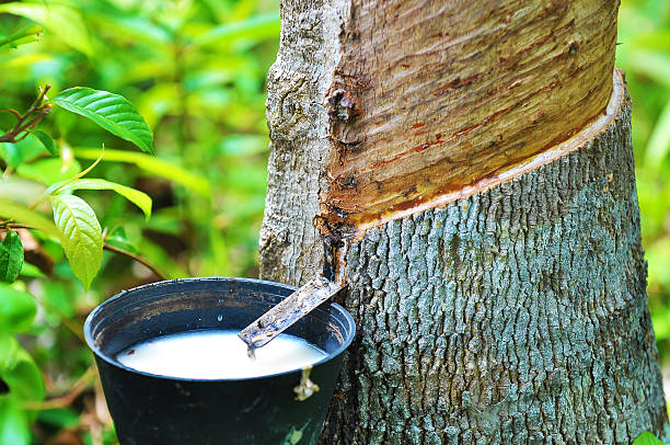 Rubber Latex Of Rubber Tree.