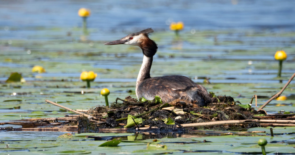 Great Crested Grebe (podiceps Cristatus) Nest, Surrounded By Water And Water Lilies, In A Natural Environment