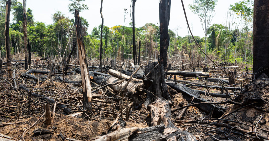 Amazon Rainforest Illegal Deforestation Landscape View Of Trees Cut And Burned To Make Land For Agriculture And Cattle Pasture In Para, Brazil. Concept Of Ecology, Environment, Global Warming.