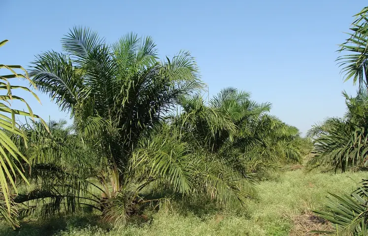 Oil Palm 287878 1280.jpg