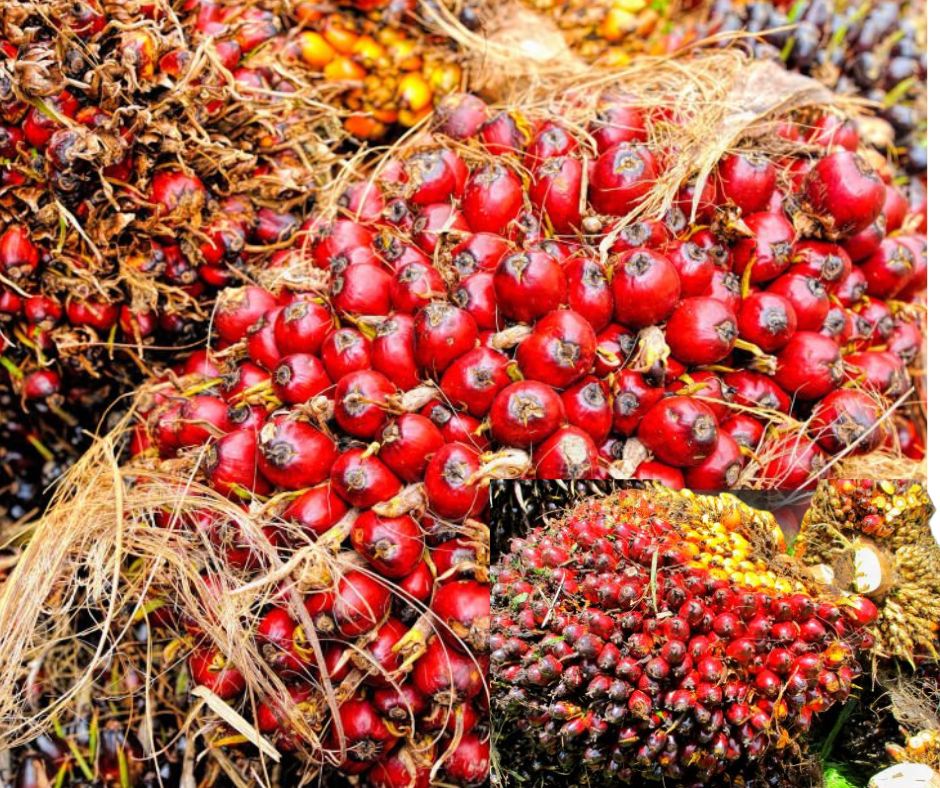 Photos Site Palmafrique(2)