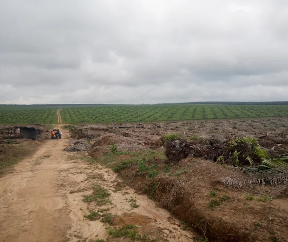 Photos Site Palmafrique(11)