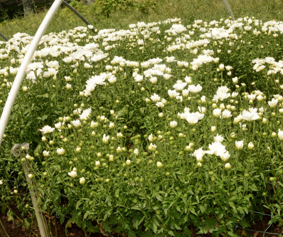 Photos Site Palmafrique(12)