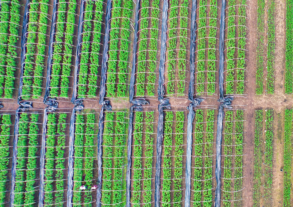 Photos Site Palmafrique(2)