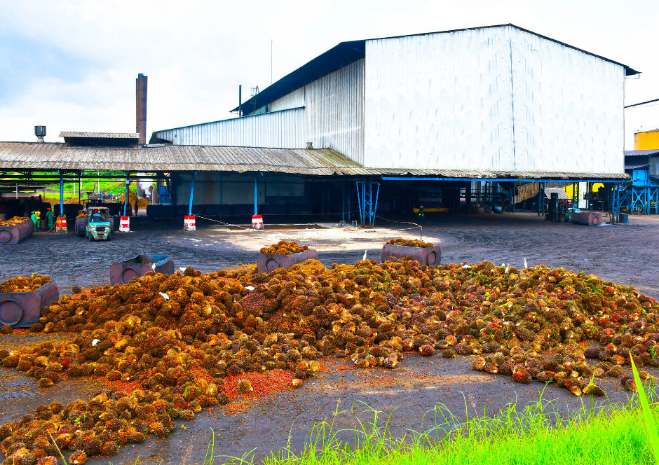 Photos Site Palmafrique(3)