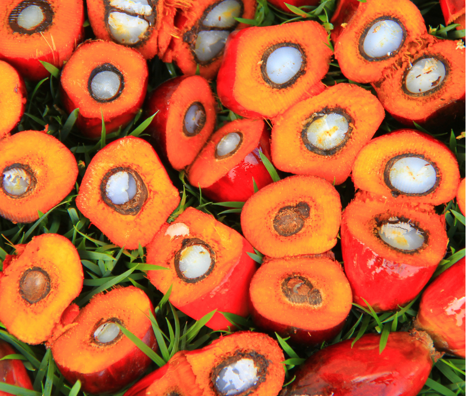 Photos Site Palmafrique(7)