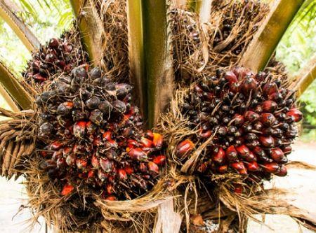 1711 133420 Le Ghana Prevoit 500 Millions Pour Renforcer Sa Filiere Palmier A Huile M