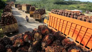 2025 08 26t091819z 1 Lynxmpel7p0du Rtroptp 4 Indonesia Palmoil