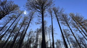 Capture D’écran 2025 12 11 165539