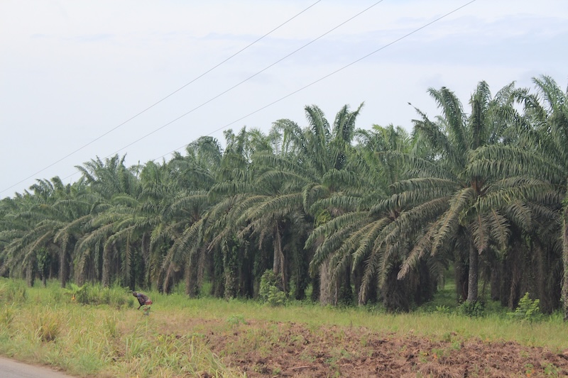 Palmier A Huile Filiere 46